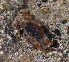Paragrapsus quadridentatus