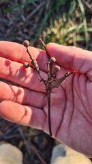 Eucalyptus piperita