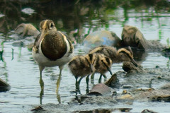 Rostratula benghalensis