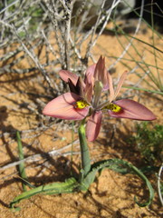 Moraea ciliata