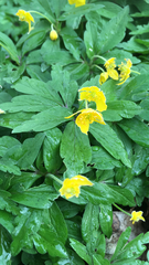 Anemonoides ranunculoides