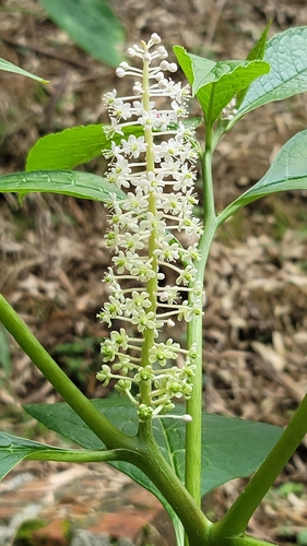 Image of Phytolacca japonica by (c) Sandy, some rights reserved (CC BY)