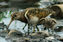 Rostratula benghalensis