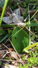 Platanthera hookeri