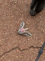 Abantiades hydrographus