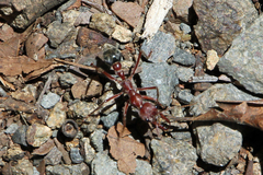 Myrmecia comata