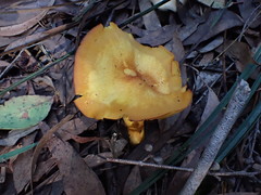 Cortinarius canarius