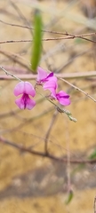 Indigofera vicioides rogersii