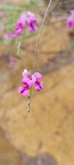 Indigofera vicioides rogersii