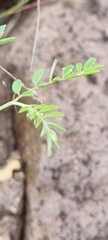 Indigofera vicioides rogersii