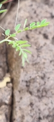 Indigofera vicioides rogersii