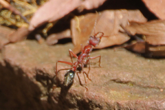 Myrmecia comata
