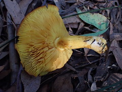 Cortinarius canarius
