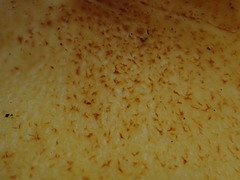 Cortinarius canarius