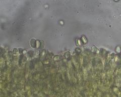 Cortinarius canarius