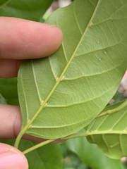 Hopea odorata