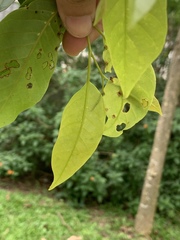 Hopea odorata