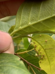 Hopea odorata