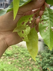 Hopea odorata
