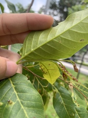 Hopea odorata