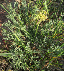Lomatium peckianum