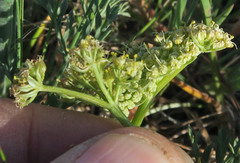 Lomatium peckianum