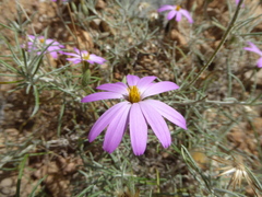 Onoseris linearifolia