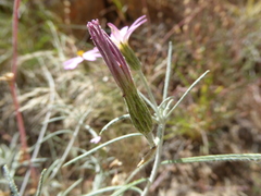 Onoseris linearifolia