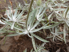 Onoseris chrysactinoides