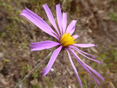 Onoseris chrysactinoides