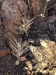 Streptanthus hispidus