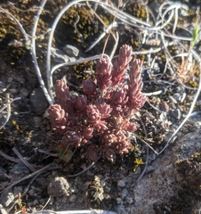 Sedum radiatum