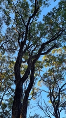 Corymbia gummifera