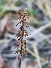 Genoplesium despectans