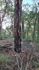 Corymbia gummifera
