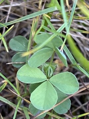 Trifolium dubium