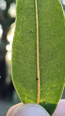 Corymbia gummifera