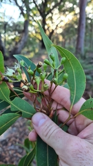 Corymbia gummifera