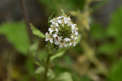 Lysimachia candida