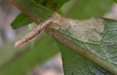 Coleophora amellivora