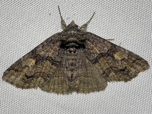 Bethune's Zale Moth photo 2