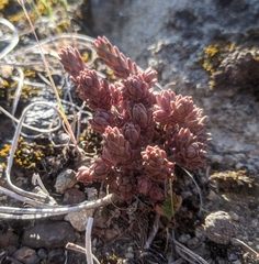 Sedum radiatum