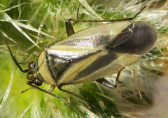 Plagiognathus moerens