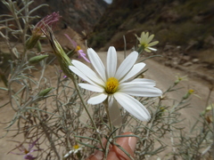 Onoseris linearifolia
