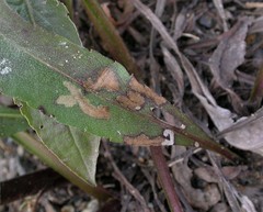 Coleophora amellivora