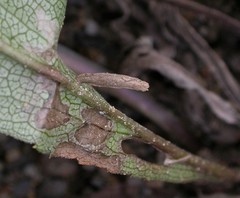 Coleophora amellivora