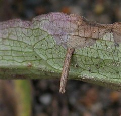 Coleophora amellivora