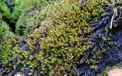 Platyhypnum alpestre
