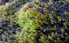 Platyhypnum alpestre