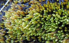 Platyhypnum alpestre